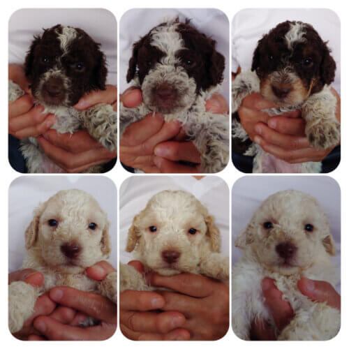 ロマーニャウォータードッグ（ラゴットロマニョーロ） ブリーダー[Sanday jp]日本希少種・ドッグショー受賞歴あり